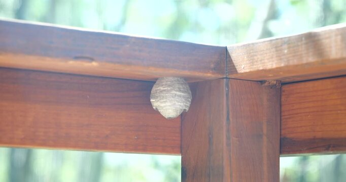 Hornet nest hanging from a tree branch in nature