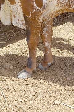 Hooves of a cow, cow's hooves close-up in farm, the cow standing on the soil and rests, the hoof of the standing cow,  hoof close up, cow legs closeup in farm, bull legs closeup in the farm