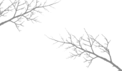 Fototapeta premium Shadow of tree branches isolated on transparent background