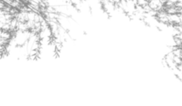 Shadow of tree branches with leaves isolated on transparent background