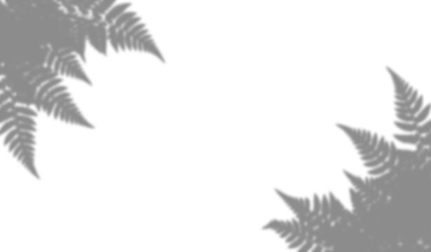 Fern leaf shadow overlay isolated on transparent background