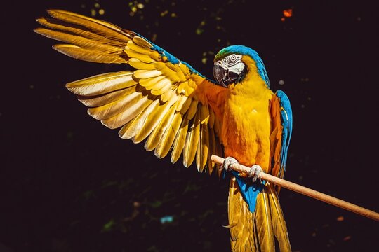 blue and yellow macaw