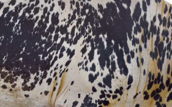 Cow skin texture background, bull leather with fur background closeup, cow hide pattern, The texture is dense and rich, displaying a natural pattern, cow skin hairy texture bull fur animal skin textur