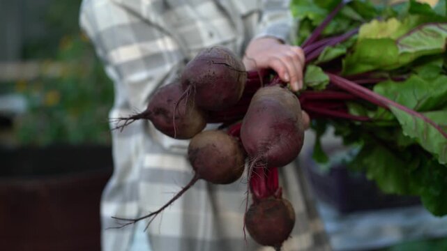 A woman in a plaid shirt carefully holds a big bouquet of freshly harvested red beets with long green leaves and soil still clinging to the roots in a garden.
