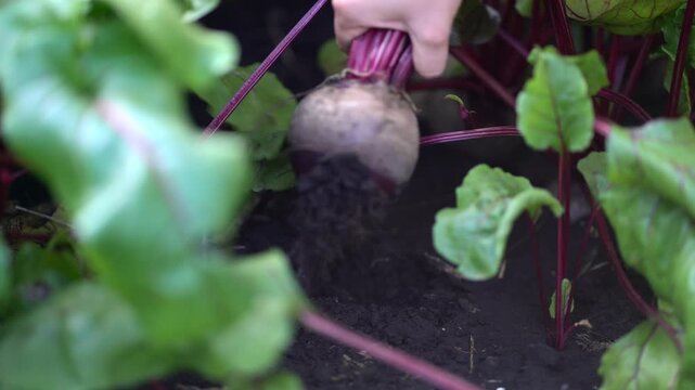 Young woman harvests fresh organic beets by hand, carefully extracting root vegetables from fertile earth in home garden.