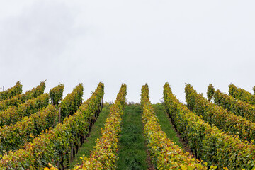 Fototapeta premium Orderly grapevine rows climb a hillside around a central grassy path in Würzburg, Germany. Strong symmetry, and converging perspective.