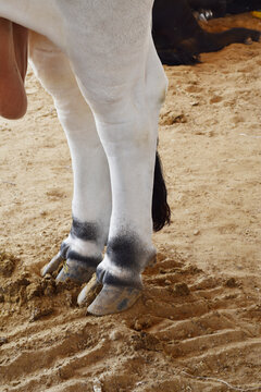 Hooves of a cow, cow's hooves close-up in farm, the cow standing on the soil and rests, the hoof of the standing cow,  hoof close up, cow legs closeup in farm, bull legs closeup in the farm