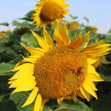 Close-up of a sunflower with bees in a bright summer field under a clear blue sky