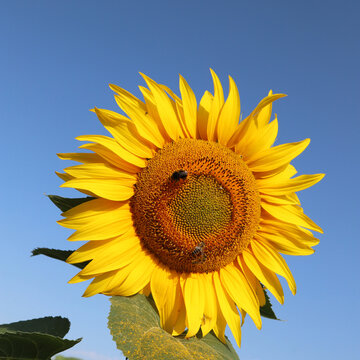 Bright yellow sunflower with bees feeding in a summer field under a clear blue sky