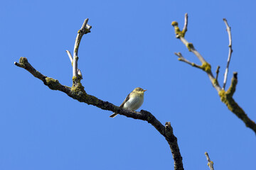 Willow warbler on a bare branch against blue sky © fluffandshutter