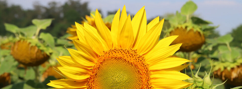 Bright sunflower bloom in a summer sunflower field with vibrant yellow petals and green leaves