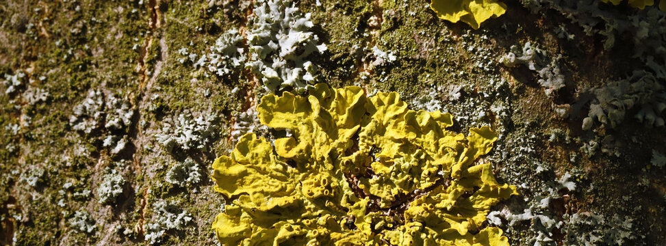 Close-up of bright yellow foliose lichen growing on tree bark with textured moss and sunlight