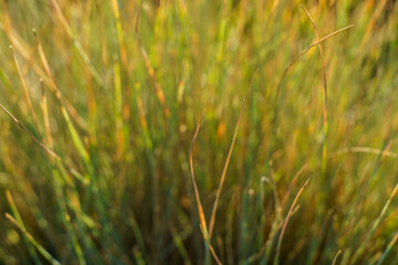 Zbliżenie na zielone i przeschnięte źdźbła trawy (Poaceae) w miękkim świetle. Tło idealne do projektów o ekologii, zmianach klimatu i suszy. © Henryk Niestrój