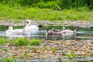 Rodzina łabędzi niemych (Cygnus olor) z młodymi pisklętami pływająca po zarastającym stawie. Naturalny ekosystem i urokliwa dzika fauna. © Henryk Niestrój