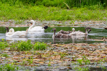 Rodzina łabędzi niemych (Cygnus olor) z młodymi pisklętami pływająca po zarastającym stawie. Naturalny ekosystem i urokliwa dzika fauna. © Henryk Niestrój