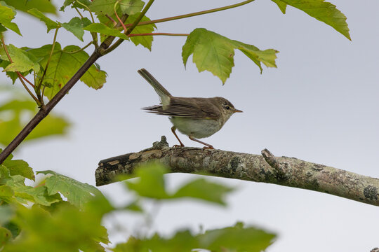 Willow warbler with its tail raised on a branch