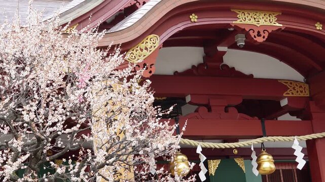 亀戸天神社の満開の梅の花と美しい朱色の社殿