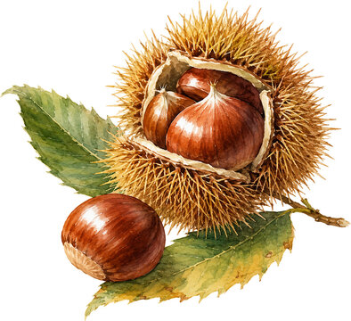 Chestnut burr