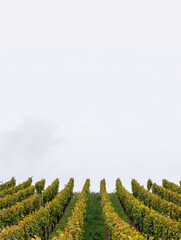 Fototapeta premium Vertical vineyard rows beneath a large open sky with strong copy space 