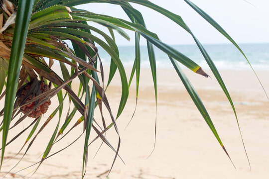 Pandanus Fruit Tree on the Tropical Beach