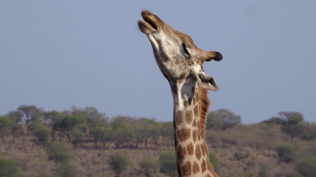 A giraffe sucks and chews old bone for nutrition in the South African bushveld.