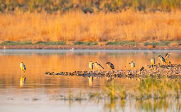 A beautiful golden hour shot of a group of adult and juvenile Black-crowned Night Herons (Nycticorax nycticorax) resting on the shore of the Tigris Valley wetlands. High-quality wildlife photography s