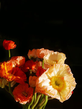 Beautiful poppy flowers with dark background