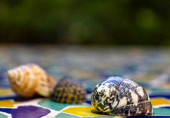 Snail Shells Resting on a Colorful Traditional Moroccan Mosaic Tile in Marrakech © Redouane