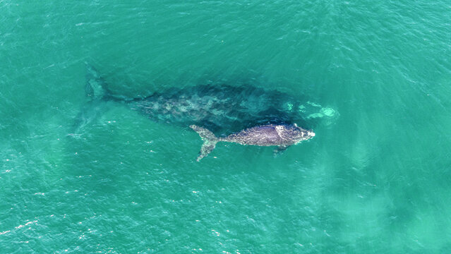 Aerial view of a Southern Right Whale and her calf swimming in the clear turquoise waters off the coast of Florianopolis, Santa Catarina, Brazil.