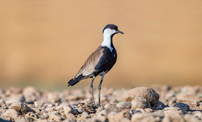 Obraz premium A side view of a Spur-winged Lapwing (Vanellus spinosus) resting peacefully in the natural wetland habitat of the Tigris Valley. High-quality wildlife photography highlighting bird behavior and enviro