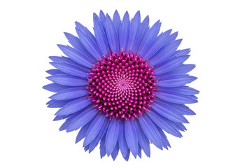 Obraz premium Vibrant purple aster flower isolated on transparent background