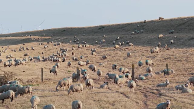 Aerial drone view of a sheep herd grazing in a meadow. Rural agricultural farm landscape with livestock feeding on pasture.