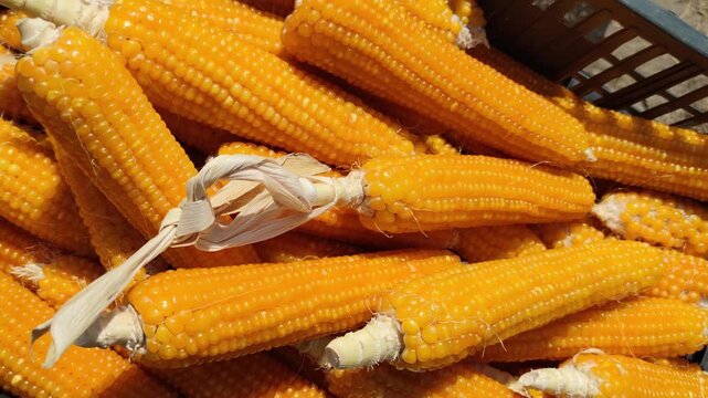 Fresh Yellow Corn on the Cob Isolated on White Background with Green Husk Organic Sweet Maize Healthy Raw Vegetable Close Up Agriculture Harvest Concept
