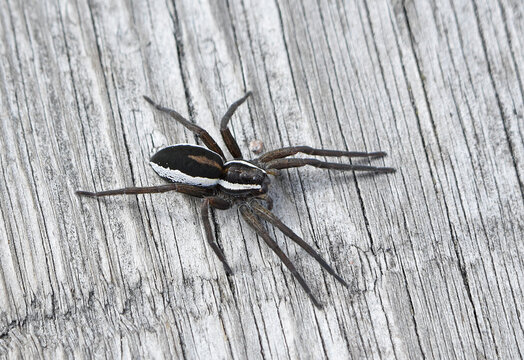 Gerandete Jagdspinne (Dolomedes fimbriatus) 