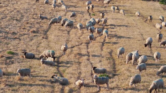 Aerial drone view of a sheep herd grazing in a meadow. Rural agricultural farm landscape with livestock feeding on pasture.