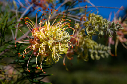Grevillea flowers displaying their distinctive curled petals and vibrant colors in natural Australian bushland.