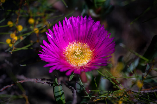 Vivid pink Pigface flower blooming in bright sunlight with a soft natural background.