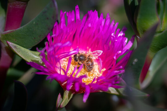 Close-up macro photograph of a honey bee feeding on a bright pink Pigface blossom.