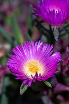 Beautiful pink Pigface flower blooming with vibrant petals and a yellow center in natural light.