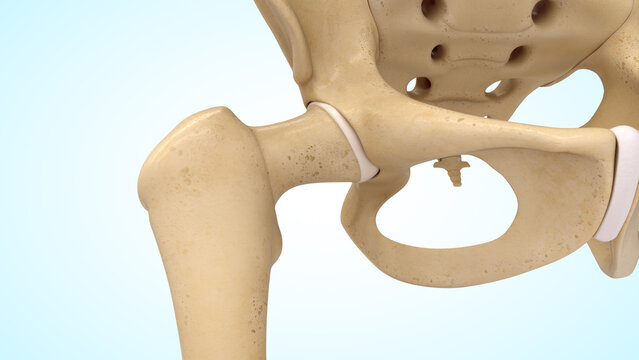 Anatomy of hip joint bones 3d illustration