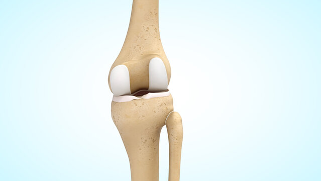 Anatomy of knee joint bones posterior view 3d illustration