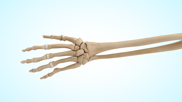 Anatomy of the hand and wrist bones 3d illustration