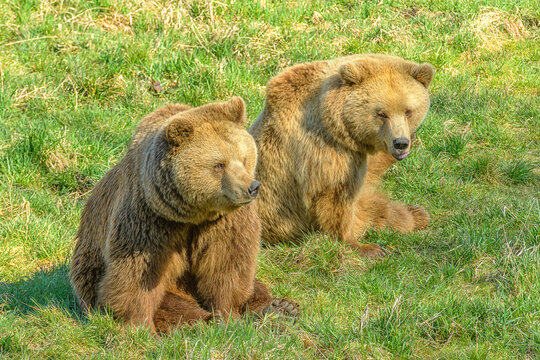 Zwei junge Braunb&auml;ren die nebeneinander in einer Wiese sitzen 673626