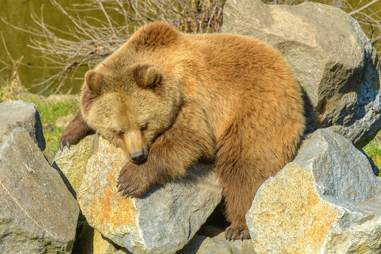 Braunb&auml;r liegt auf Felsen und schl&auml;ft in der Sonne 6784126