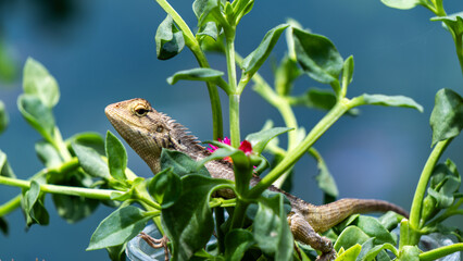 Chameleon between plant © Rutuja