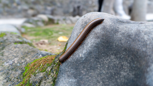 closeup of a centipede