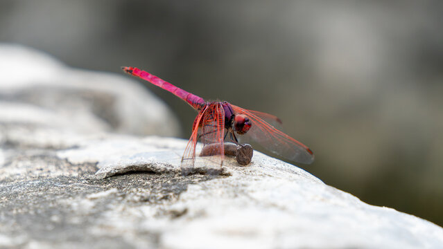 Red dragonfly on a nail