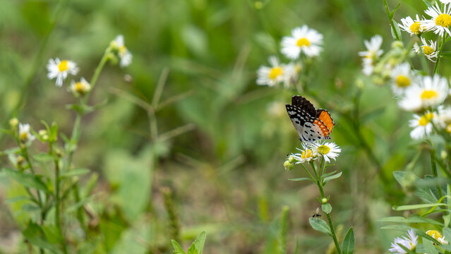 Orange white butterfly on a Astor flower