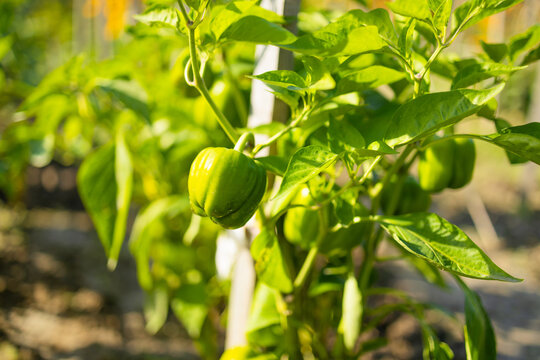 Close up of fresh organic sweet pepper ripening on a bush in greenhouse. Concept of home gardening, vegetable cultivation, farming and local autumn harvest.