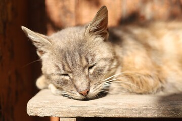 Cat sleeping on a wooden surface in natural light © pavlofox